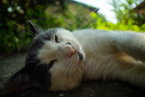 Mathias sleepy close-up